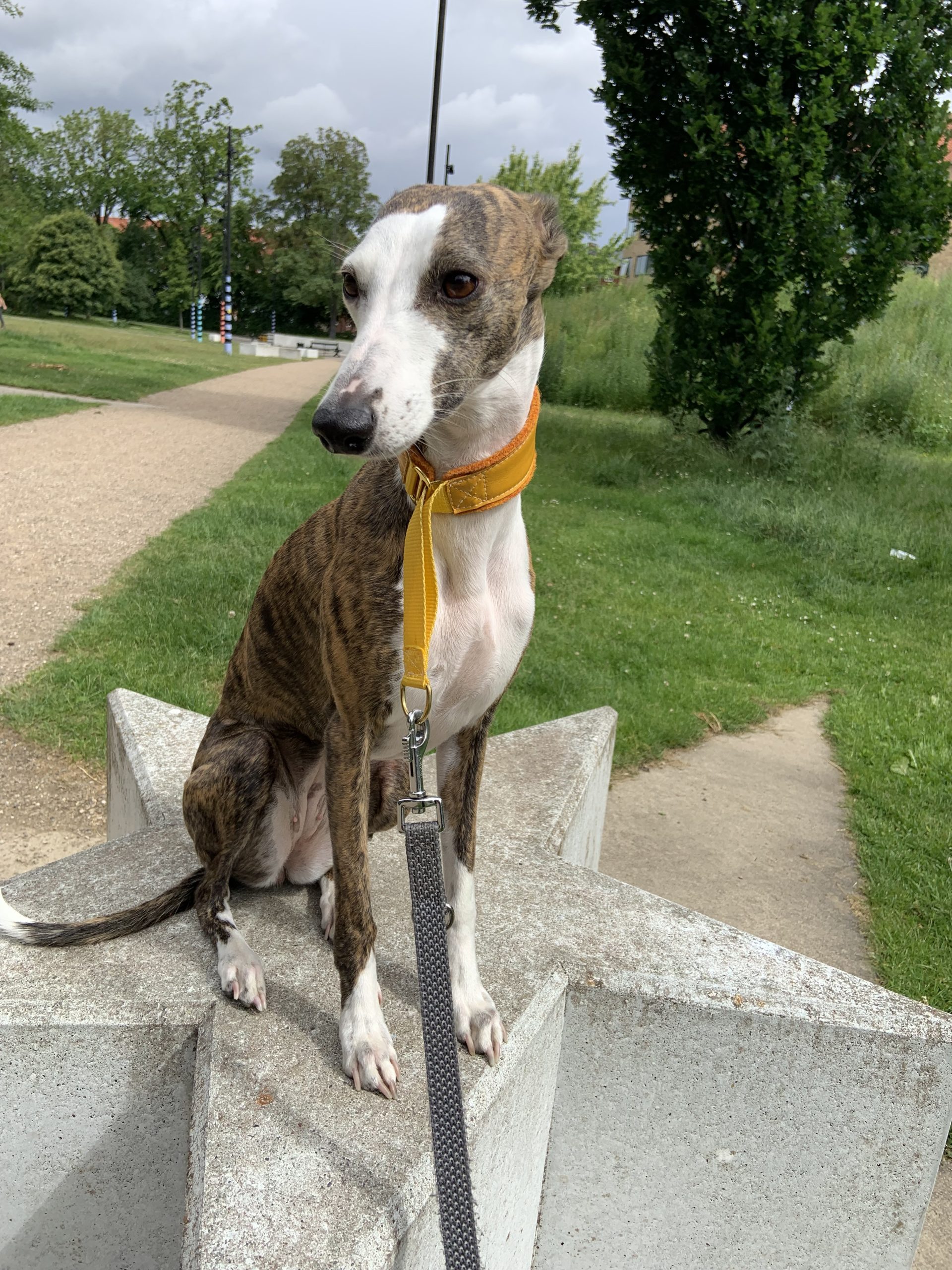 Whippeten Ziggy sidder med et gult martingalehalsbånd på et stjernepodium i Københavns Nordvestkvarter